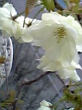 我が家の桜。