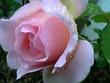 薔薇 2。