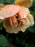 薔薇　6。